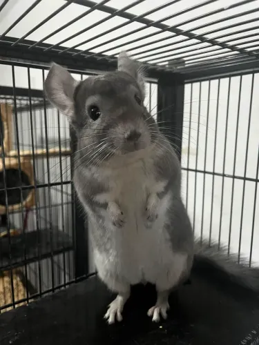 Chinchila