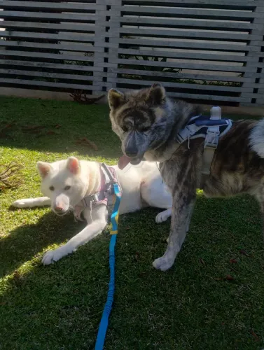 Cachorro Akita Inu