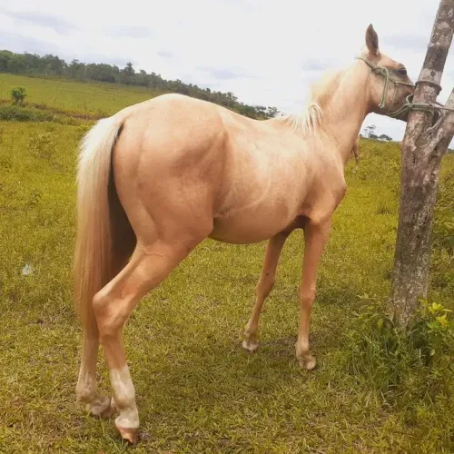 Potro quarto de milha