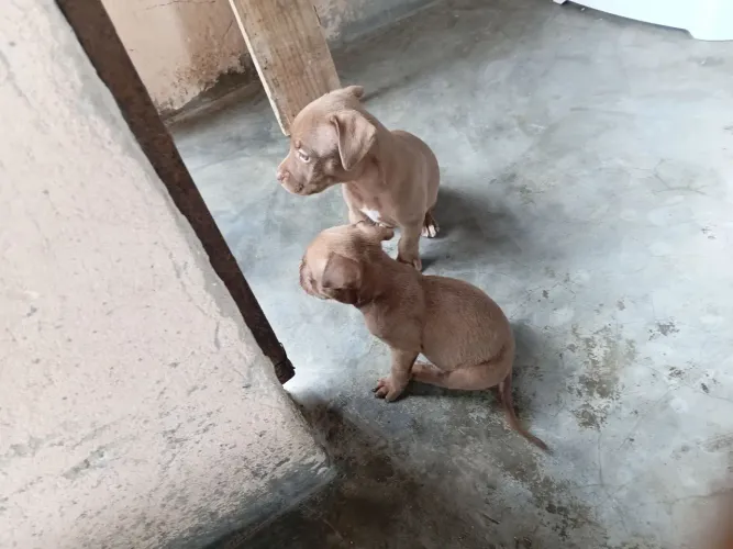 Filhotes de pitbul