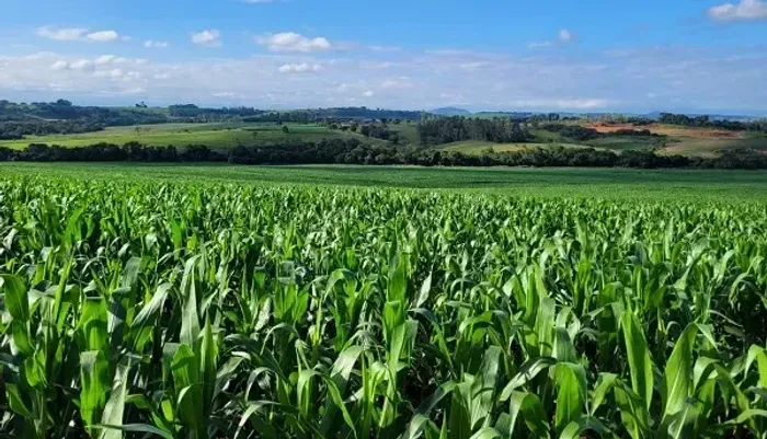 TERRA ROXA - SOJA - Área Rural 115 Alqueires