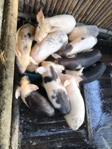 Vende-se leitão 150 cada um!!!