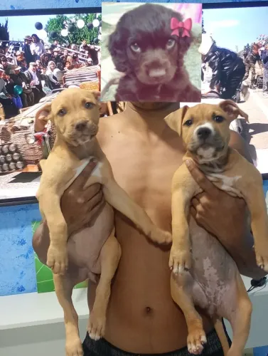 Pit Bull fêmea 