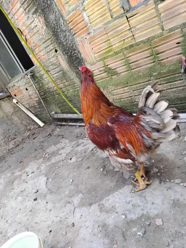 Galo