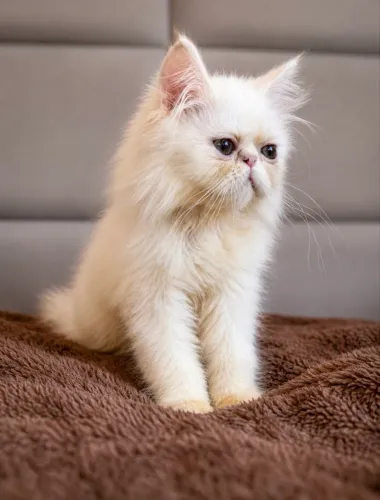 Gato persa