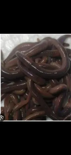 Iscas minhocas