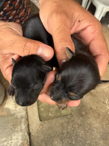 Lindos bebês machos de Pinscher 1
