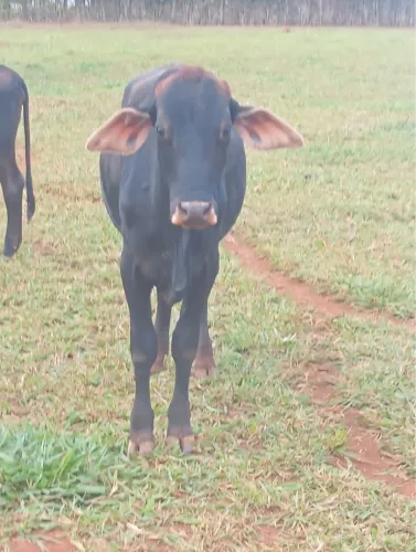 Novilha e garrote em goianira 