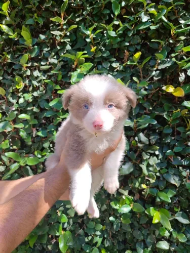 Border Collie com Pedigree - Filhotes