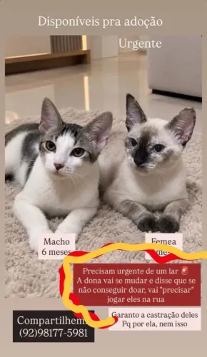 Gatinhos para adoção