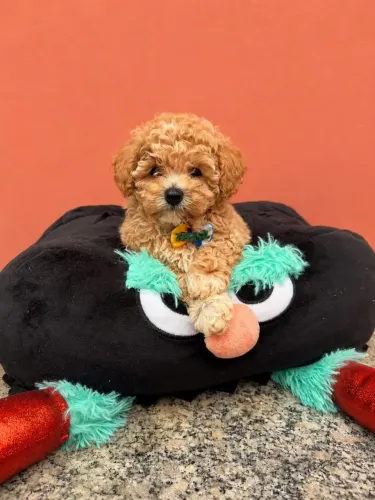 Vende-se Poodle Toy Filhote - Lindo e Muito Carinhoso!!