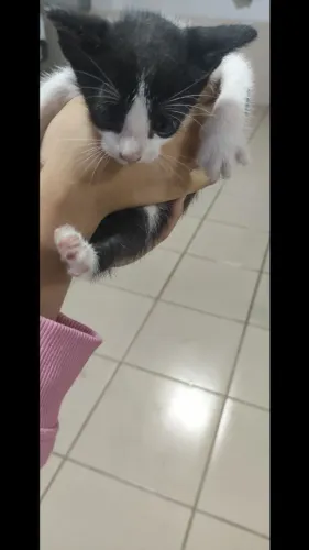 Gatinhos fofos para adoção 