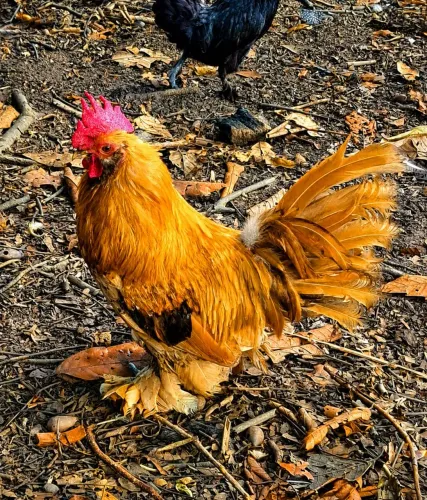 Galo belgian