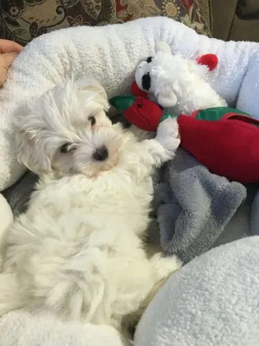 Maltês Um novo amigo esperando pela família certa