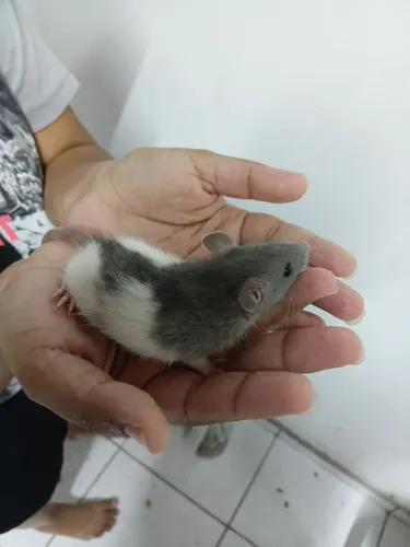 Twister - rato doméstico