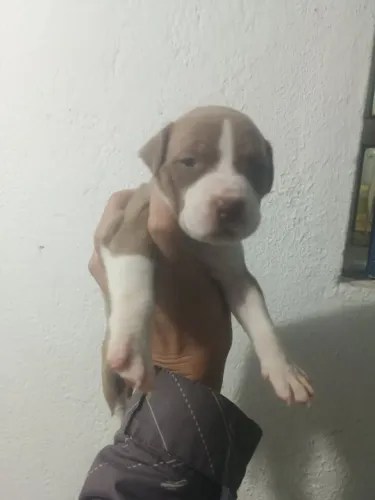 Filhote de Pit Bull 