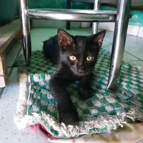 Gato para adoção 