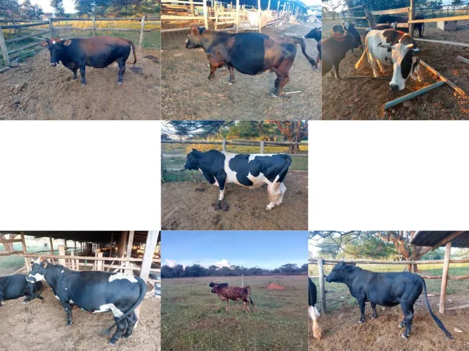 Lote de mini vacas (3 machos e 4 fêmeas)