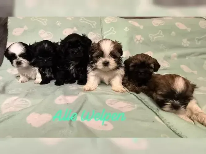 Filhotes Shih tzu/ shihtzu carinhosos e muito tranquilos