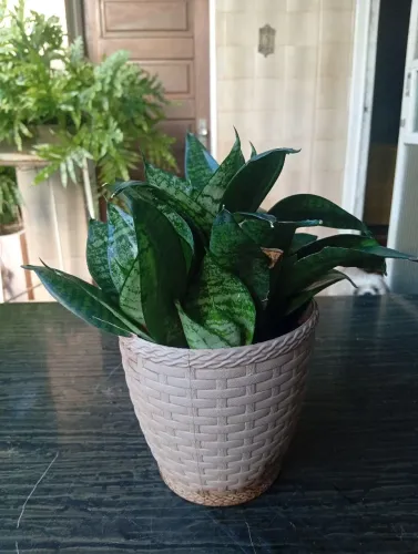 Planta