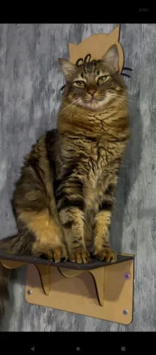 Estou doando gato adulto castrado, vacinado macho Maine con