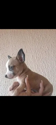 Pincher femea 500 pra hj