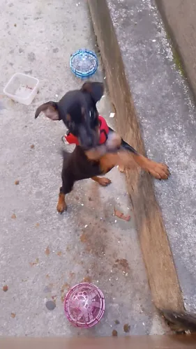 Pinscher 01 - Com dois Meses de nascido. Fêmea.