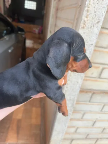 dachshund fêmea