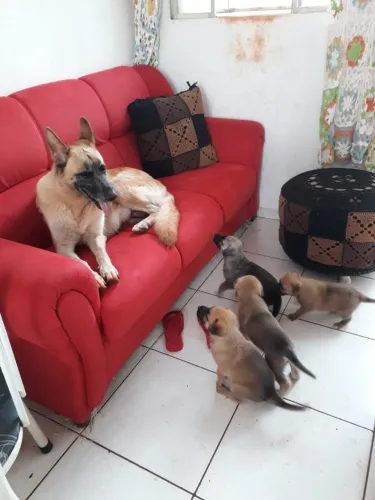 Doa-se doguinhos Fofos!