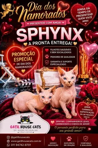 Sphynx a pronta entrega linhagem Russa