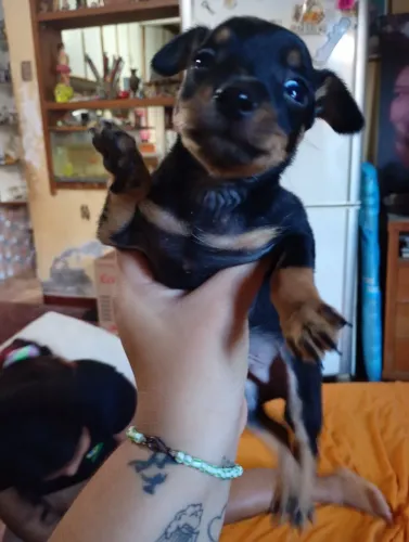 Filhotes de pinscher