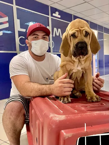 Fila brasileiro