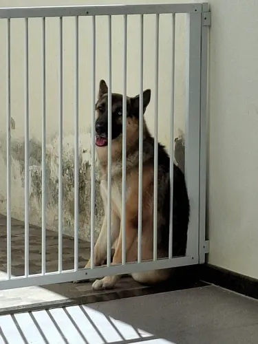 Doa-se cachorro