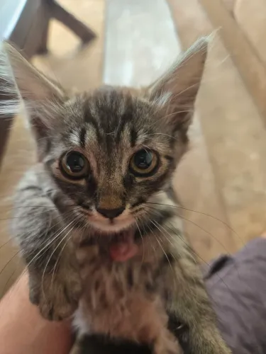 Doação gato fêmea