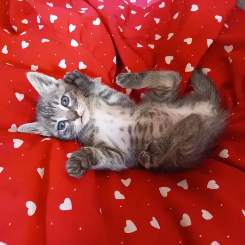 Doação de gatinho