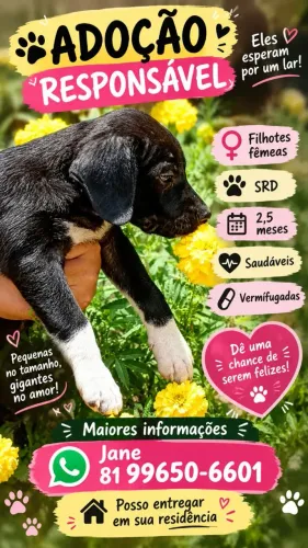 ADOÇÃO RESPONSÁVEL Transforme uma vida e ganhe um amor para sempre.?