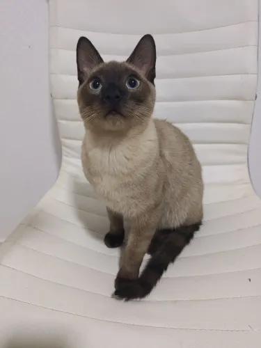 Gato siamês macho