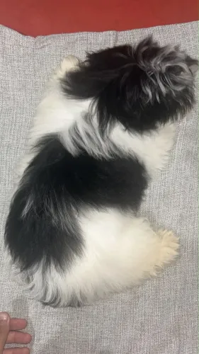 Vendo filhote dê Shithzu preto e branco barato pra ir rápido 400$