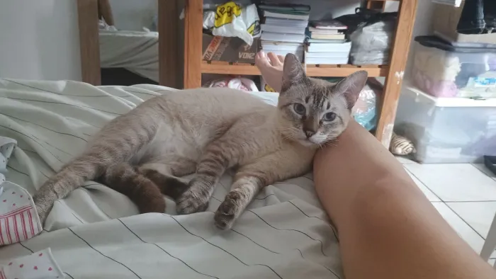Gato macho rajado