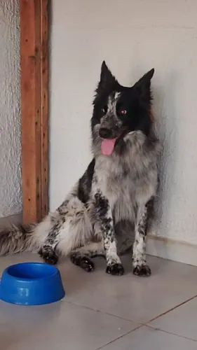 Cachorro borde colle pra reproduzir
