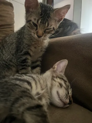 Adoção responsável de gatos