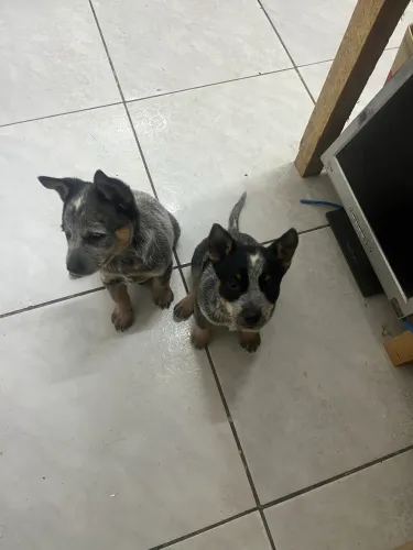 Blue Heeler australiano 