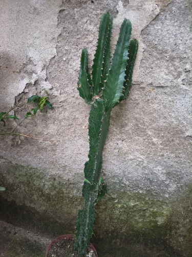 Cacto mandacaru de 60 cm