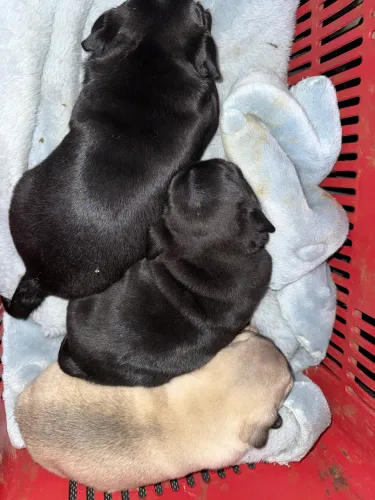 Pug lindos a venda