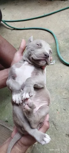 Filhote de Pitbull