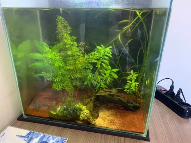 Aquario 40l completo