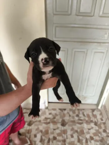 Cachorro para doação 