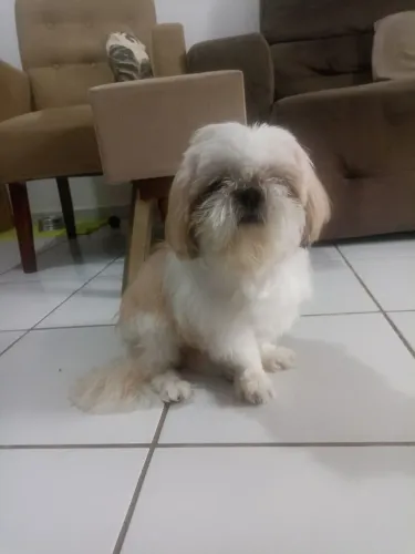 Shitzu macho