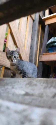 Gatinho para doação responsável 