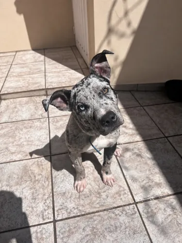 Venda cachorro american bully 